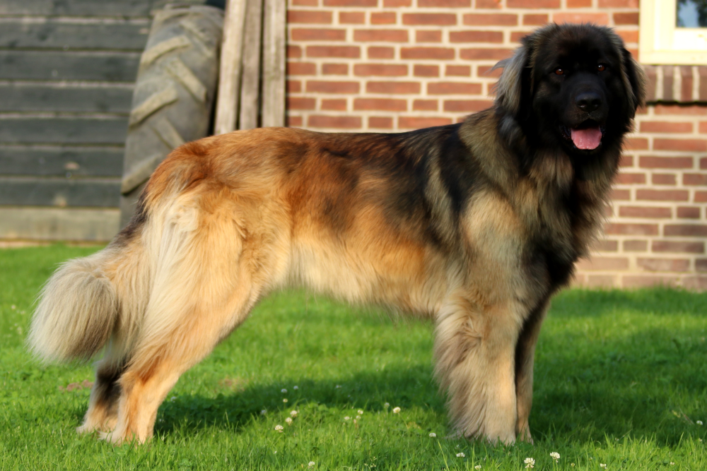 Leonberger Pup